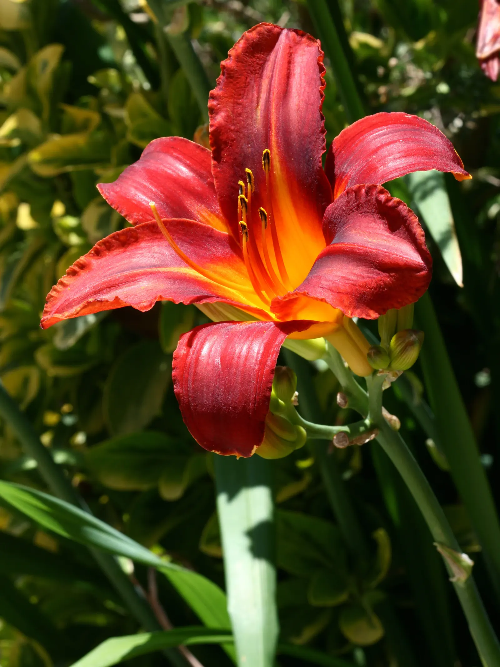 Yellow Daylily (Hemerocallis 'Yellow') — that form a dense clump and add lush