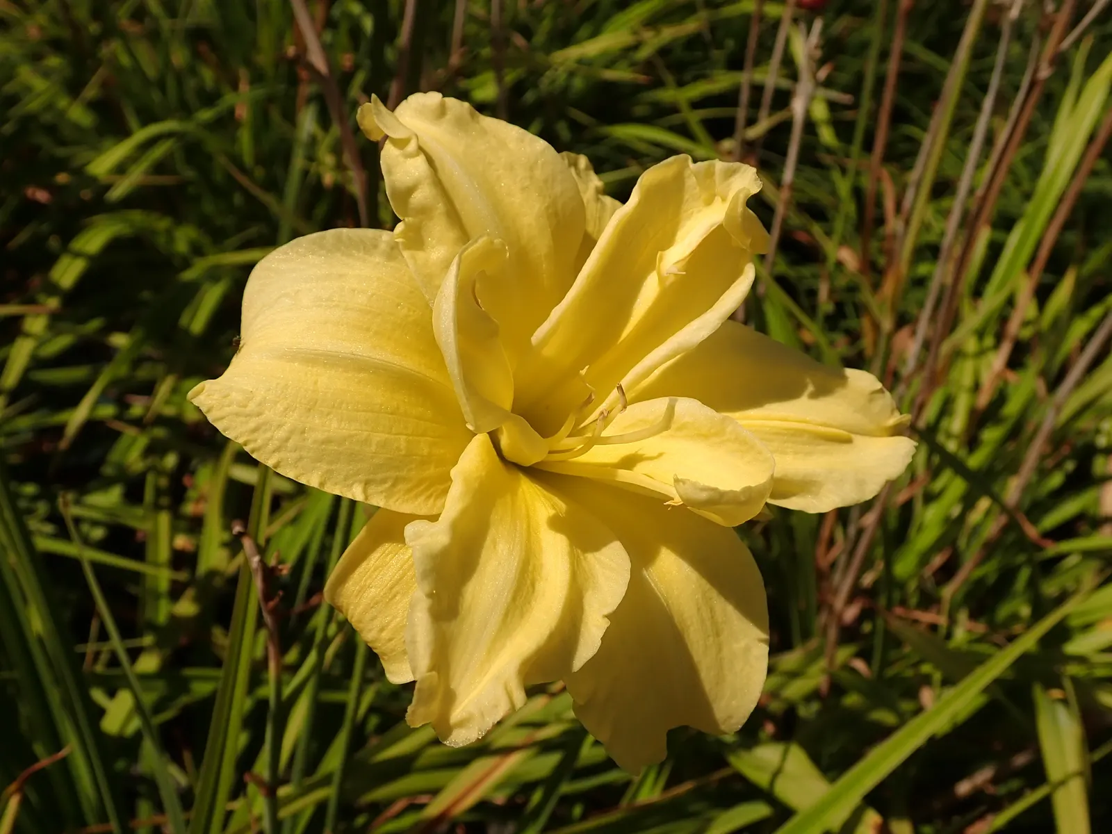 Yellow Daylily (Hemerocallis 'Yellow') — bright yellow hue with blooms that typically measure between 3 to 4 inches across; their spent blooms should be