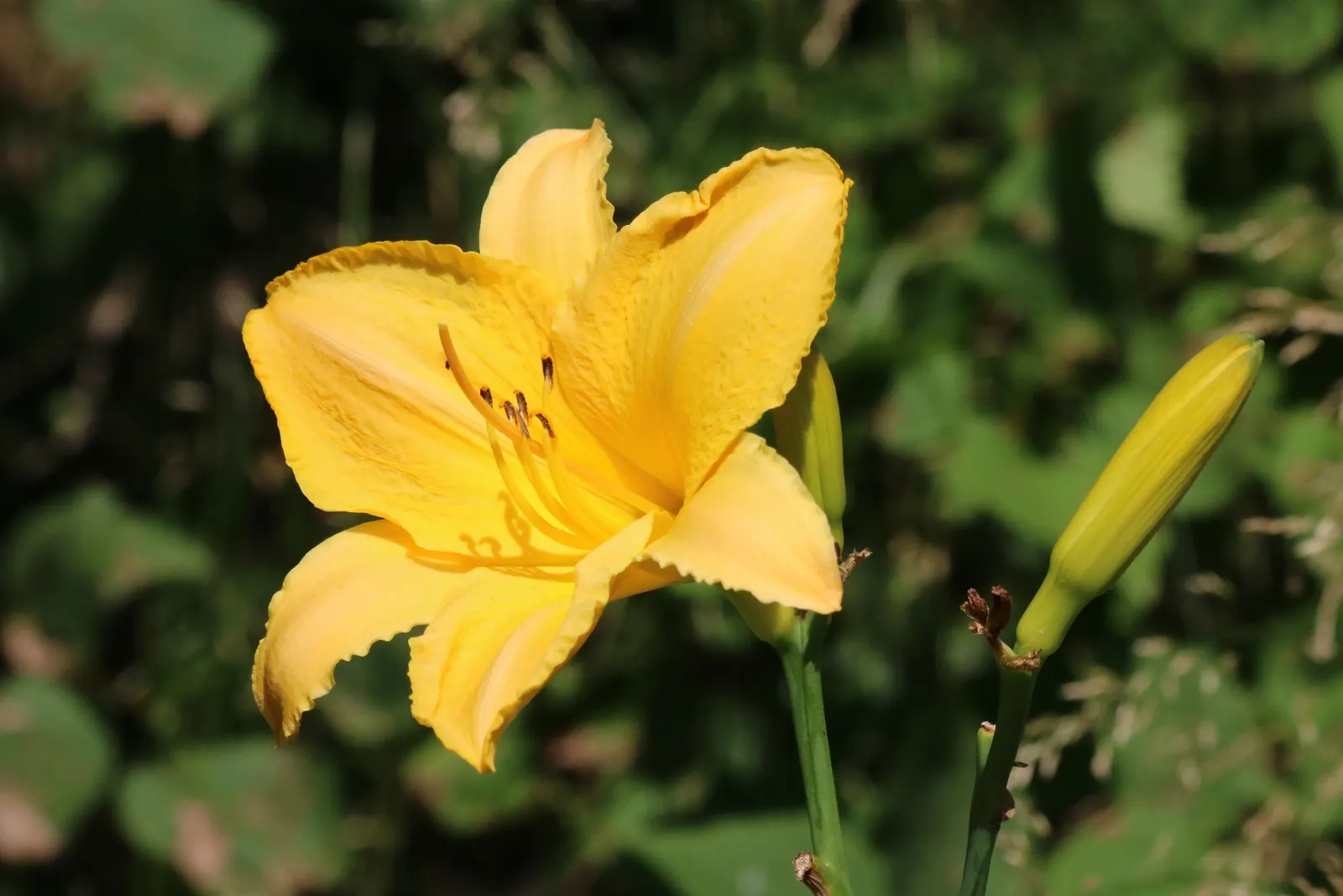 Yellow Daylily (Hemerocallis 'Yellow') — preferring full sun to partial shade and well-draining soil; their spent blooms should be removed to encourage a tidy