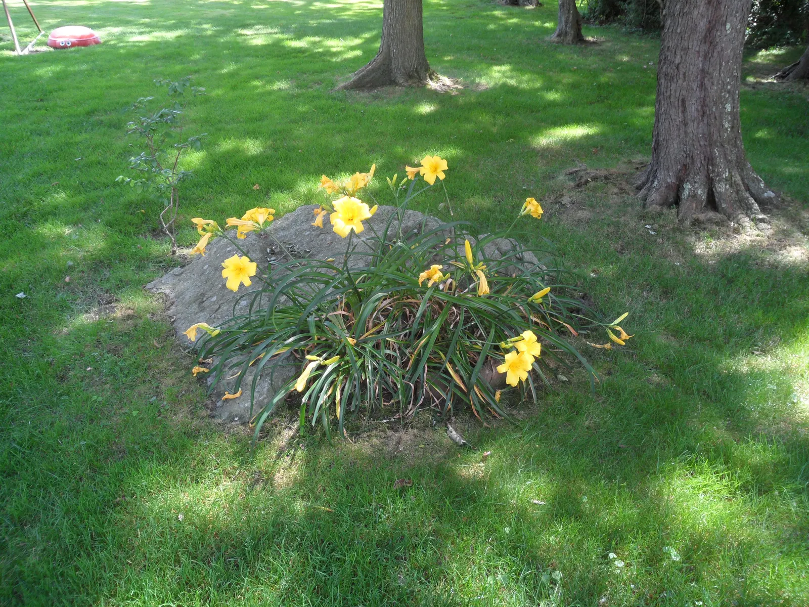 Yellow Daylily (Hemerocallis 'Yellow') — their spent blooms should be removed to encourage a tidy appearance and possibly extend the blooming period
