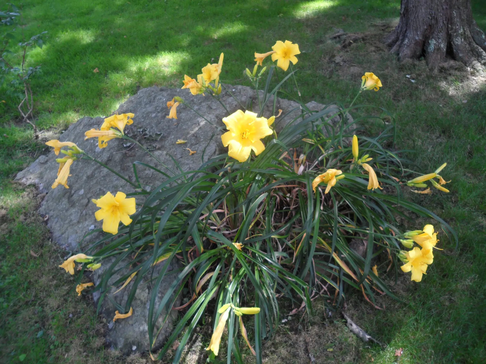 Yellow Daylily (Hemerocallis 'Yellow') — which makes them an ideal candidate for a low-maintenance landscape