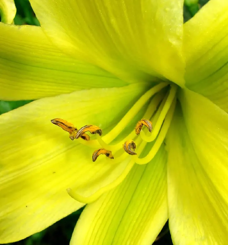 Yellow Daylily (Hemerocallis 'Yellow') — requiring at least 6 hours of direct sunlight for best performance