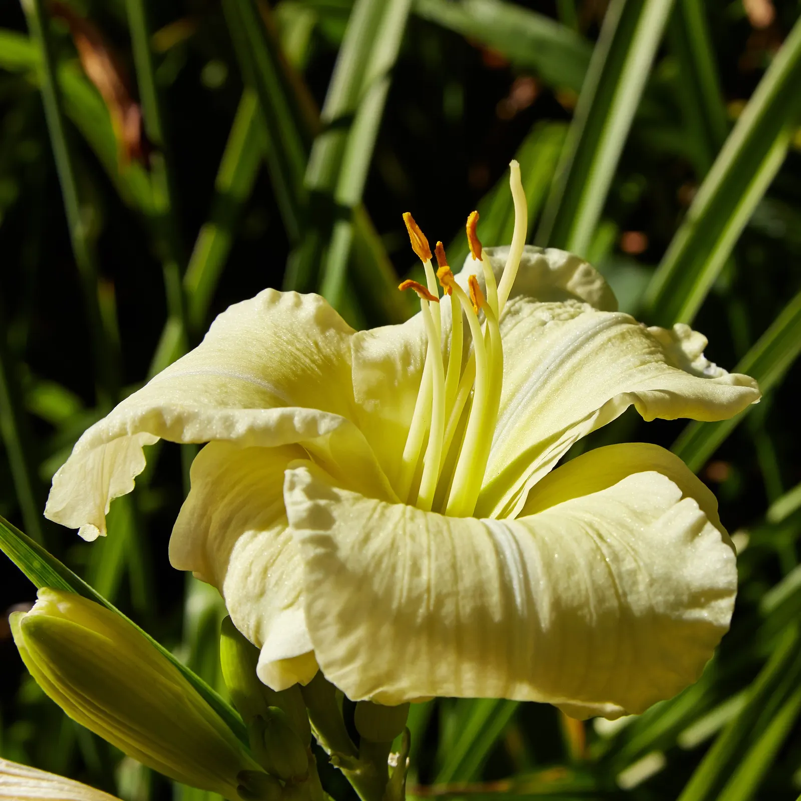 Yellow Daylily (Hemerocallis 'Yellow') — the plant demonstrates good drought tolerance once established