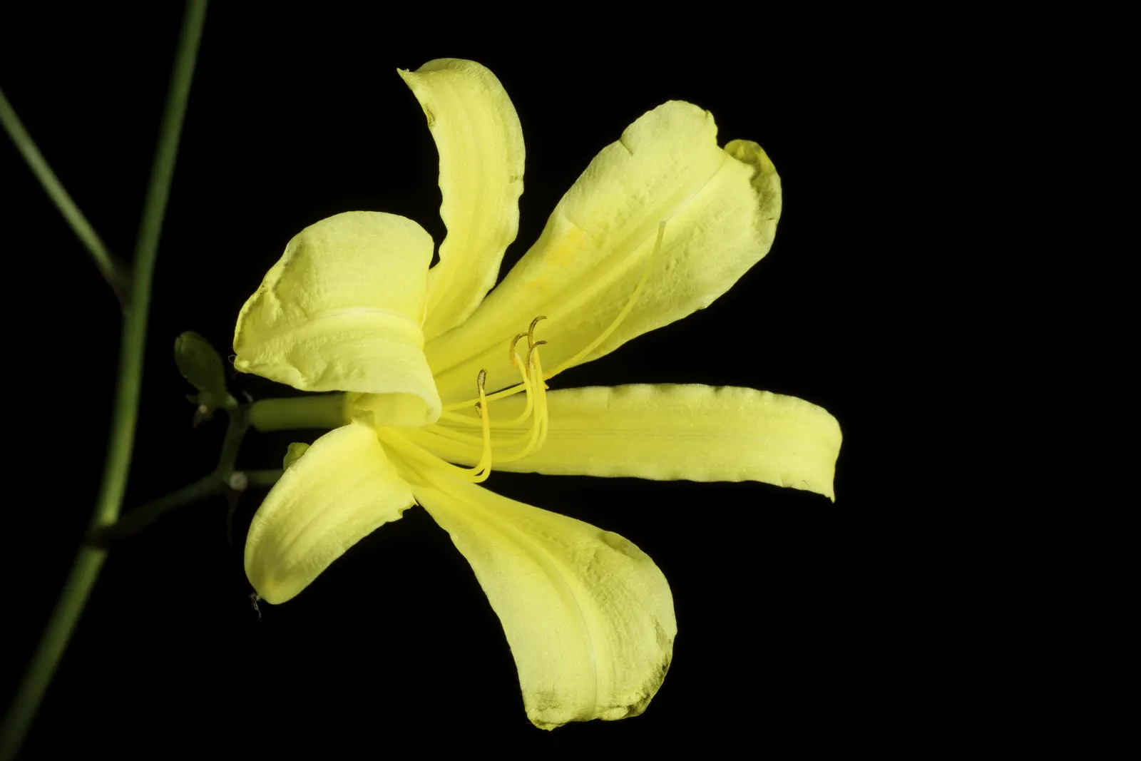 Yellow Daylily (Hemerocallis 'Yellow') — yellow flowers in the garden
