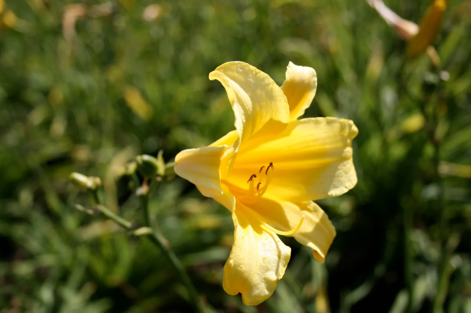 Yellow Daylily (Hemerocallis 'Yellow') — This cultivar displays a cheerful
