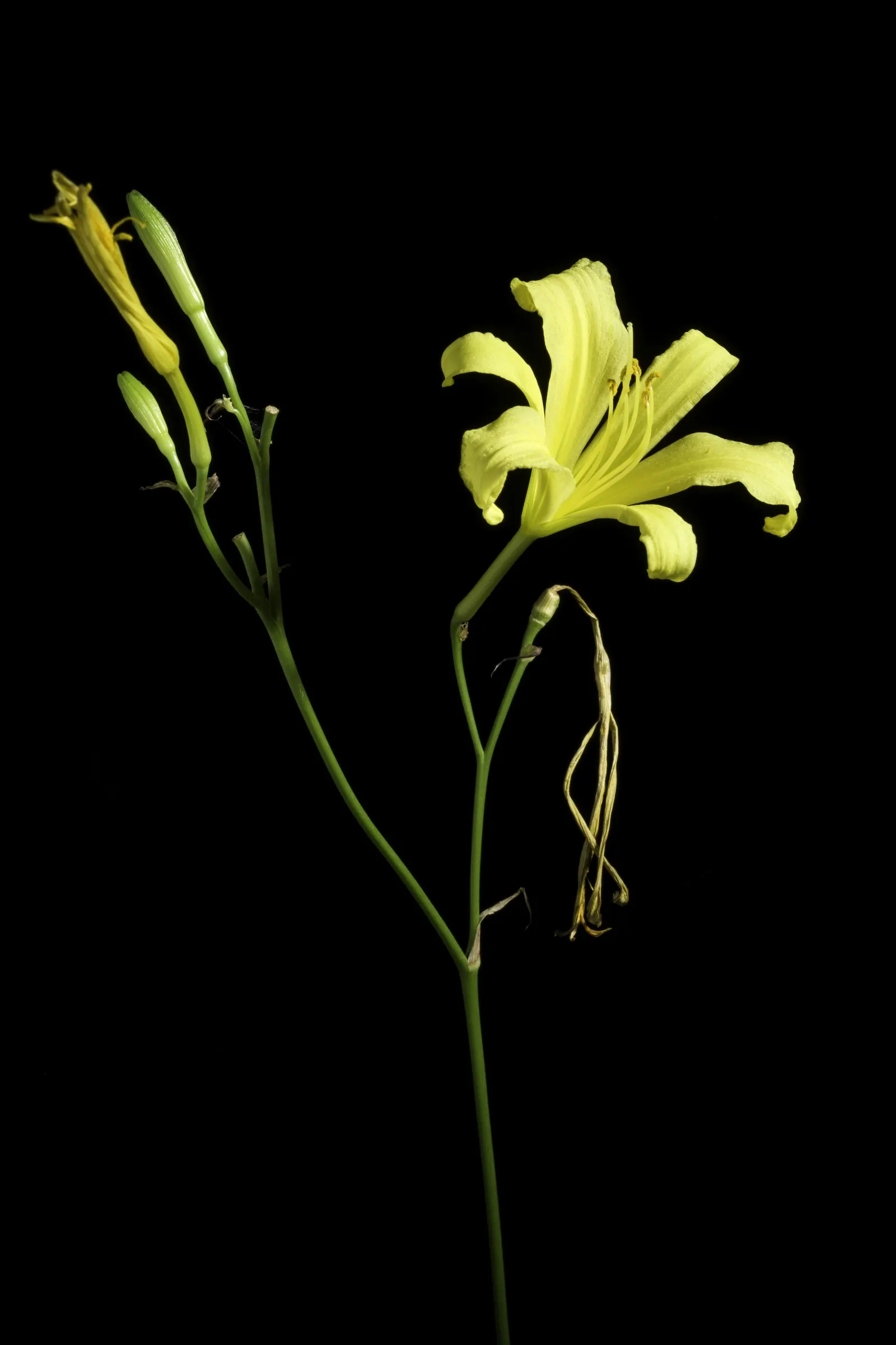 Yellow Daylily (Hemerocallis 'Yellow') — trumpet-shaped blooms up to 6 inches wide atop 1-3 foot tall scapes; the Yellow Daylily is remarkably adaptable