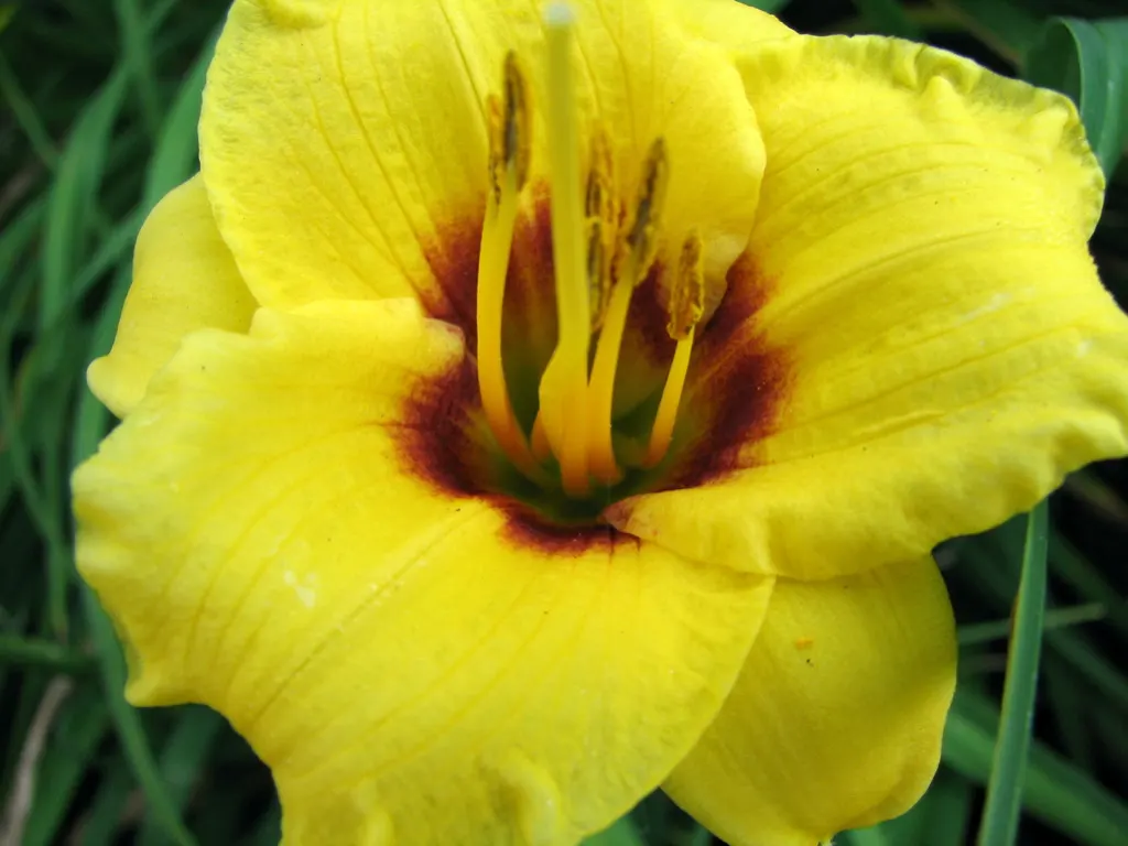 Yellow Daylily (Hemerocallis 'Yellow') — simplifying maintenance requirements.<br><br>The foliage consists of long