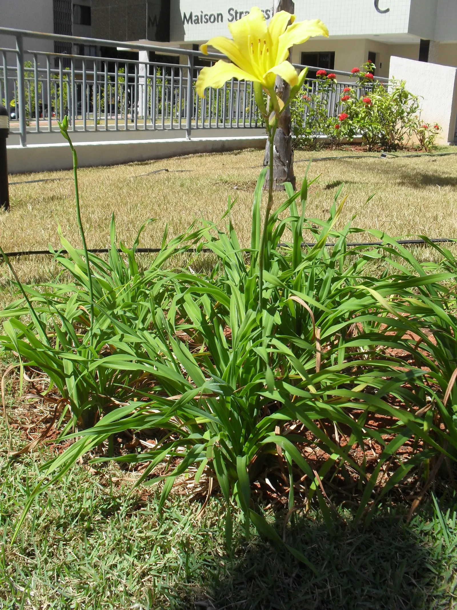 Yellow Daylily (Hemerocallis 'Yellow') — An added benefit is their appealing resistance to pests and diseases
