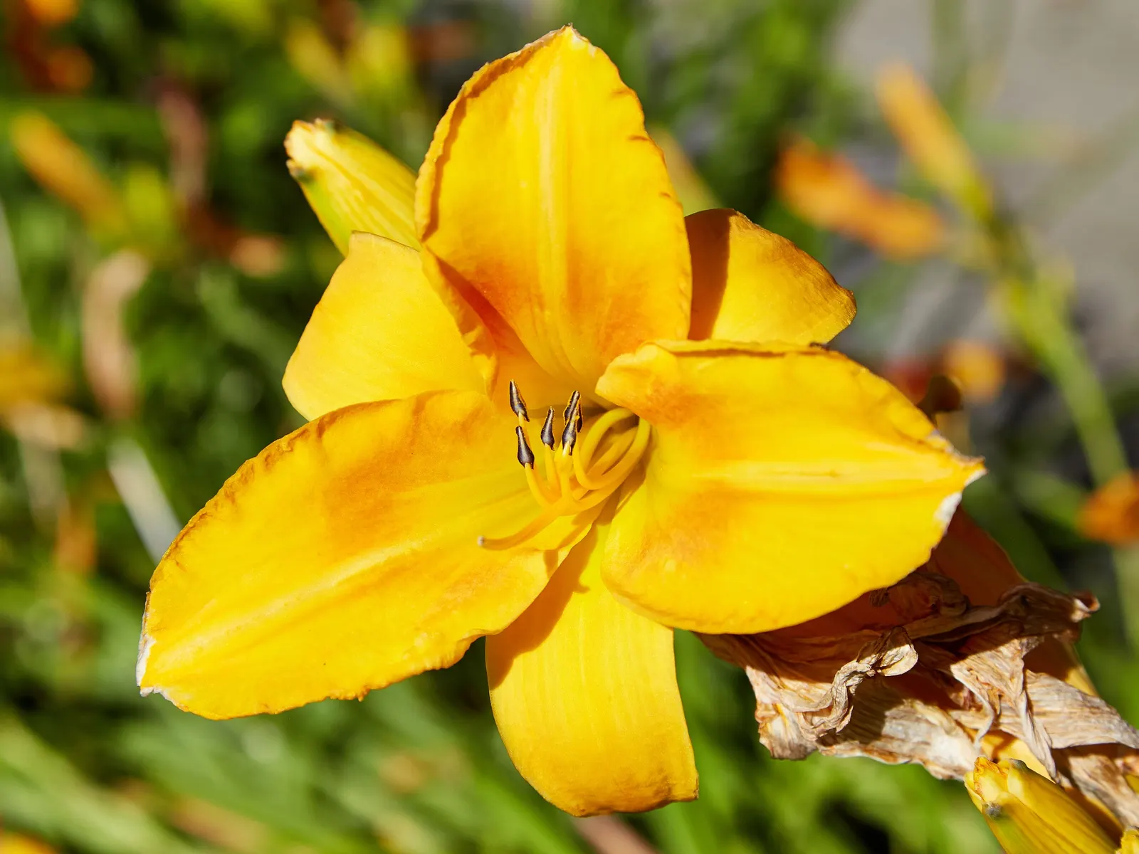 Yellow Daylily (Hemerocallis 'Yellow') — trumpet-shaped blooms up to 6 inches wide atop 1-3 foot tall scapes