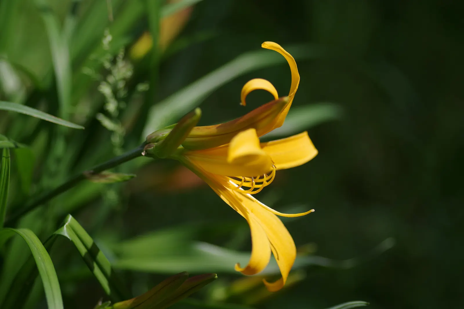 Yellow Daylily (Hemerocallis 'Yellow') — Each trumpet-shaped flower is a burst of sunshine; preferring full sun to partial shade and well-draining soil
