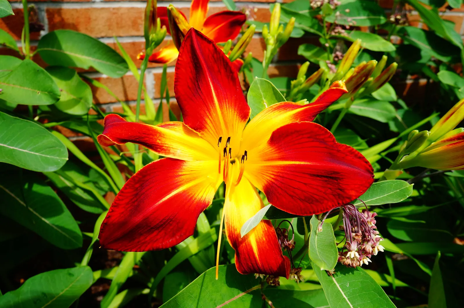 Yellow Daylily (Hemerocallis 'Yellow') — Each trumpet-shaped flower is a burst of sunshine