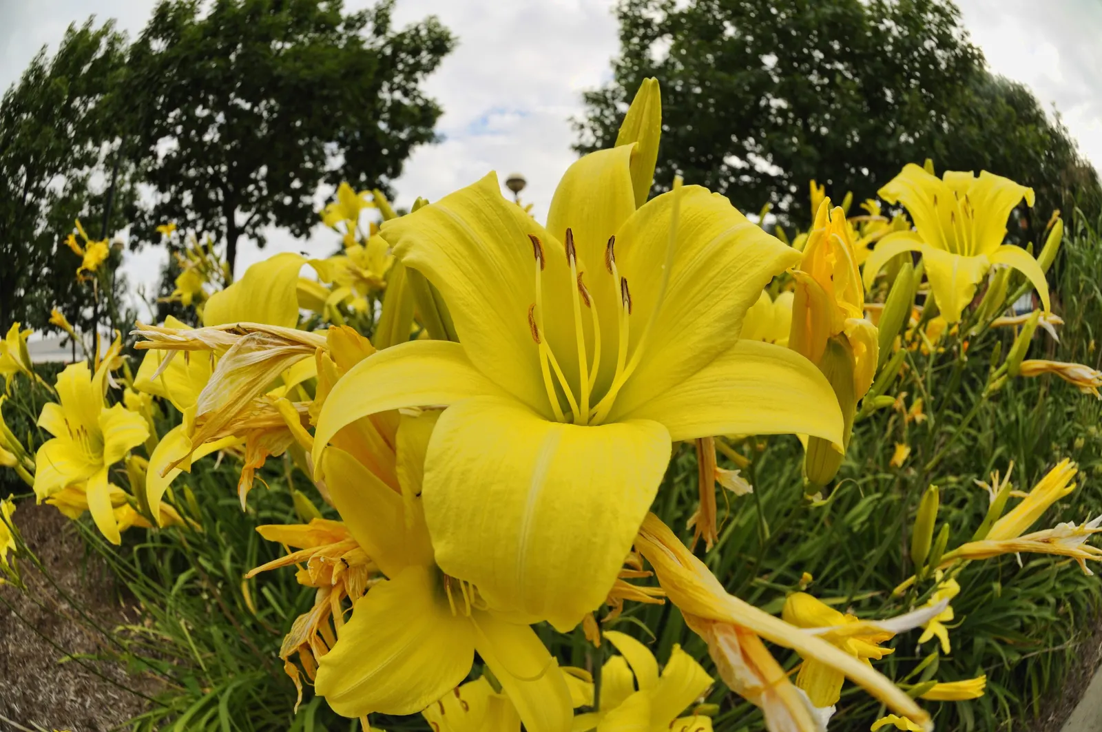 Yellow Daylily (Hemerocallis 'Yellow') — The Yellow Daylily (Hemerocallis 'Yellow') is a perennial favorite