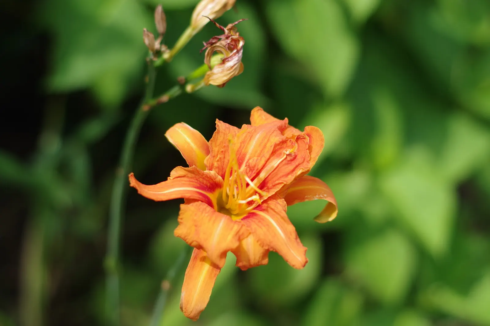 Yellow Daylily (Hemerocallis 'Yellow') — These hardy plants thrive in USDA zones 3-9