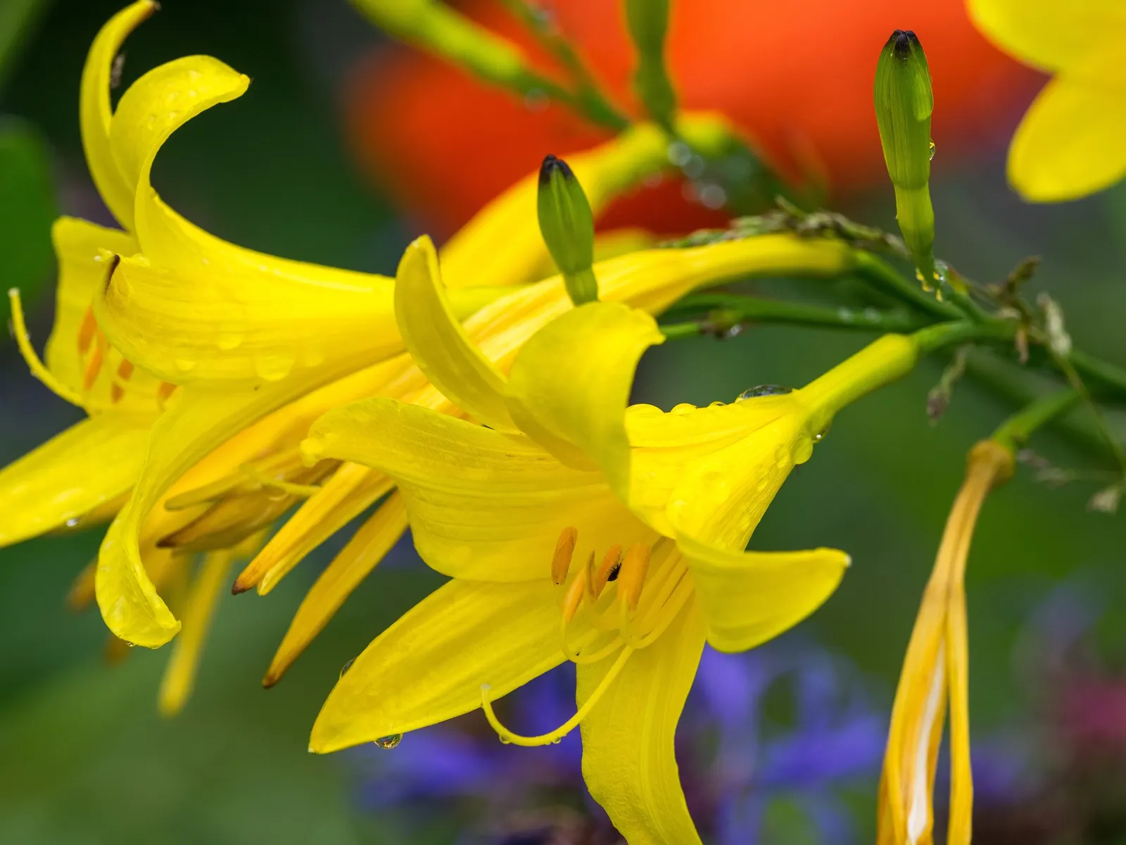 Yellow Daylily (Hemerocallis 'Yellow') — erect scapes that can reach heights of 24 to 30 inches.<br><br>Thriving in USDA hardiness zones 3 through 9
