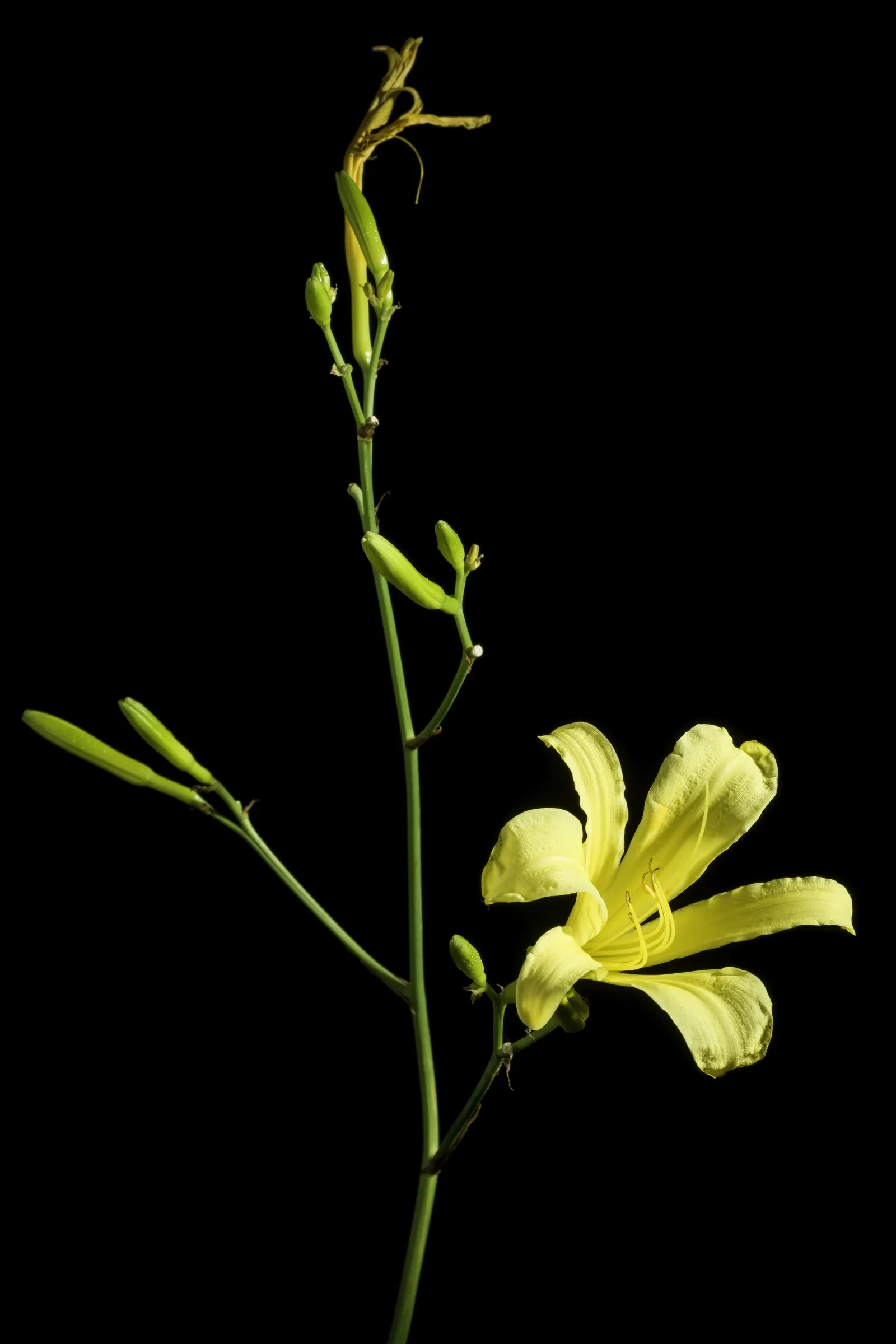 Yellow Daylily (Hemerocallis 'Yellow') — and bloom prolifically from early to mid-summer; preferring full sun to partial shade and well-draining soil