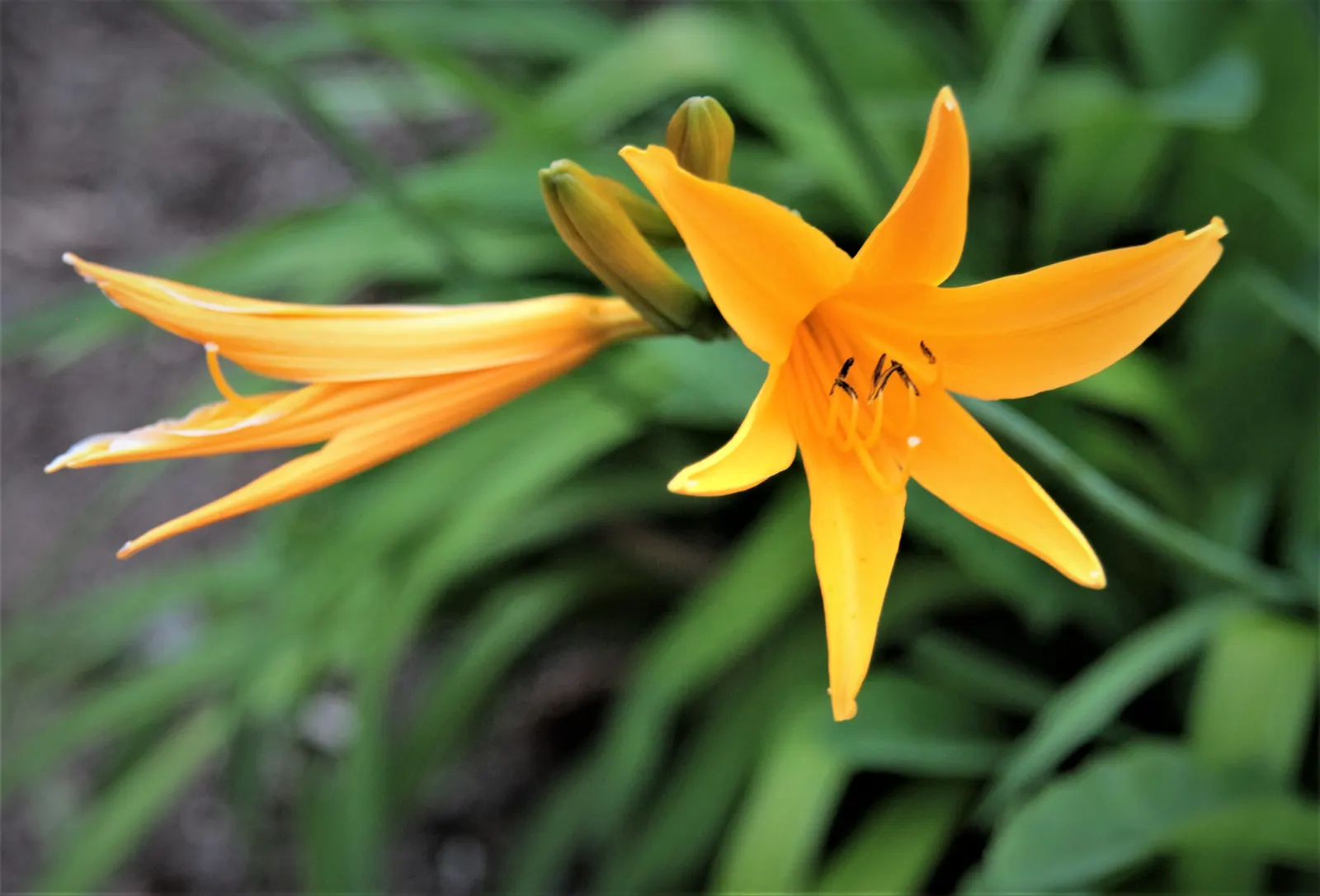 Yellow Daylily (Hemerocallis 'Yellow') — tolerating a variety of soil conditions