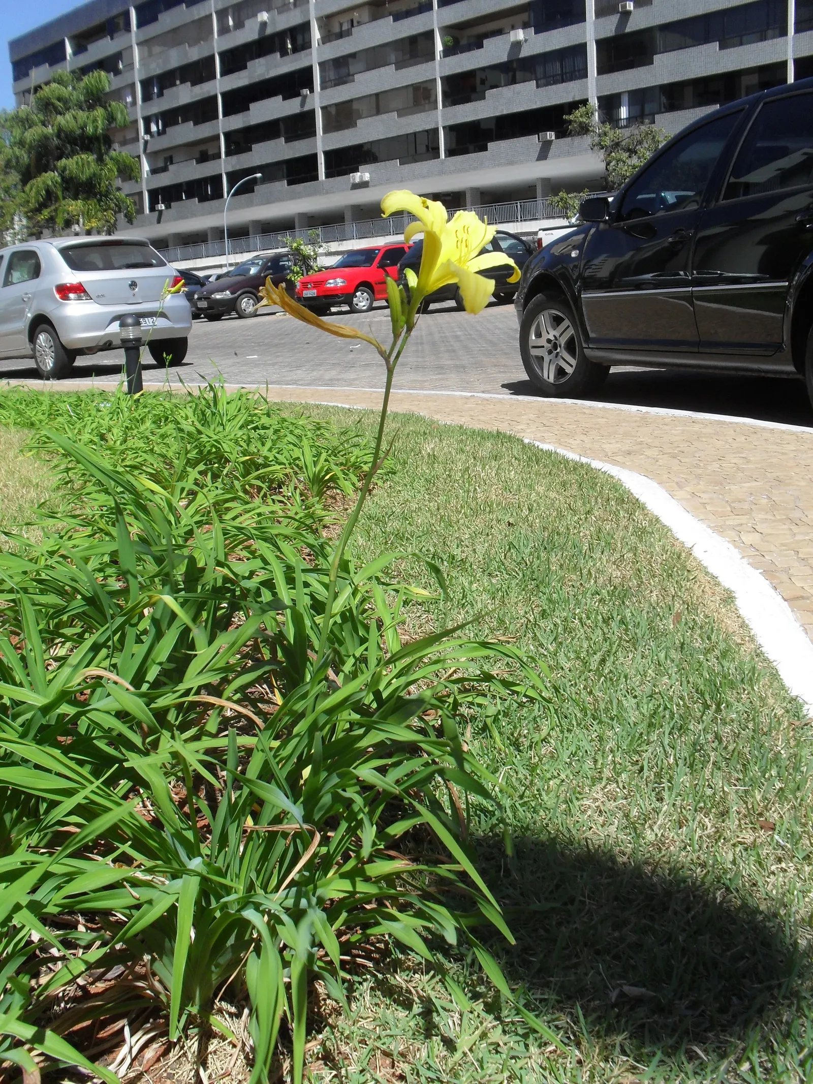 Yellow Daylily (Hemerocallis 'Yellow') — green texture to the garden when the plant is not in bloom