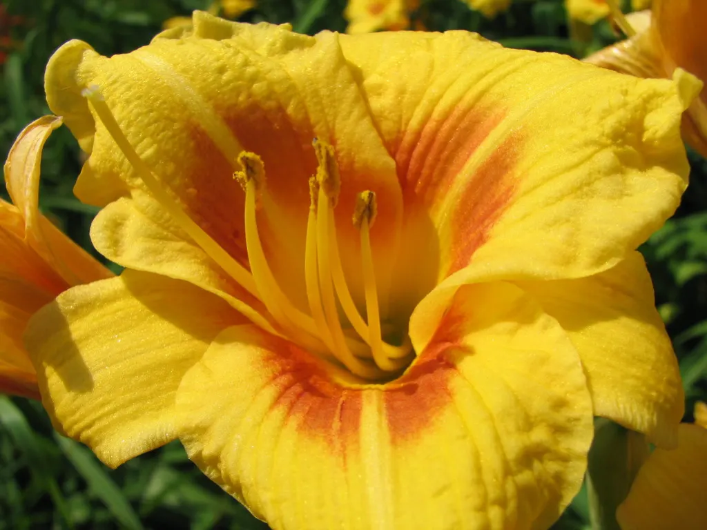 Yellow Daylily (Hemerocallis 'Yellow') — from well-drained loams to heavier clays