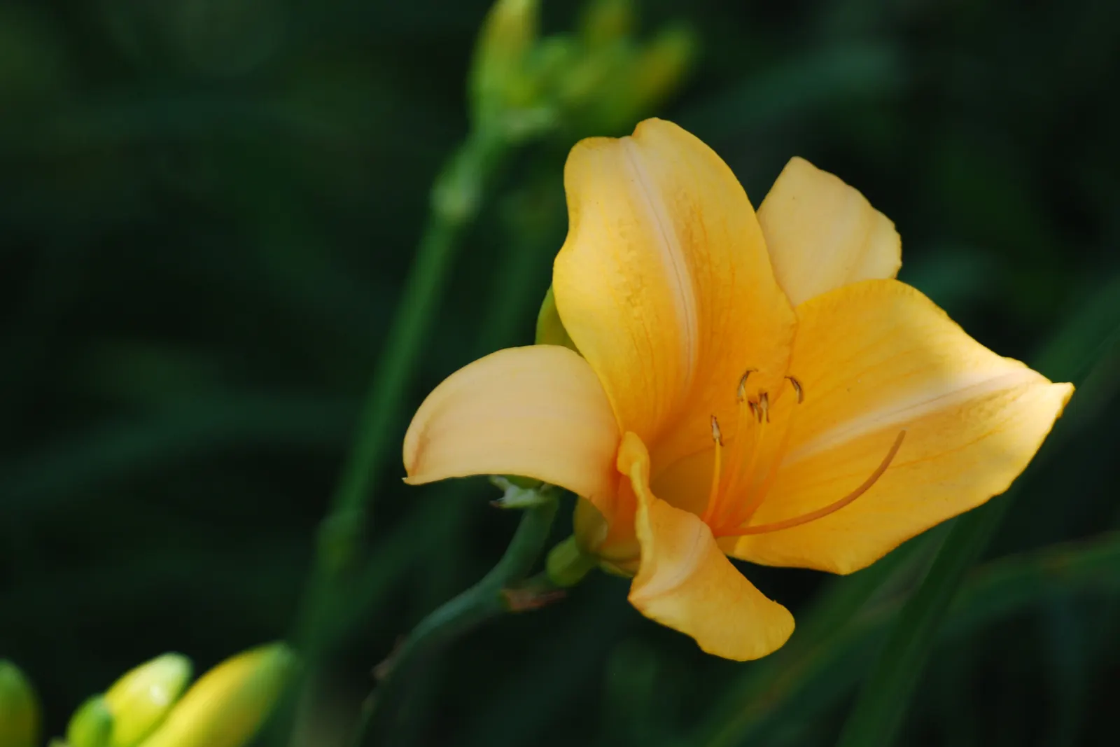 Yellow Daylily (Hemerocallis 'Yellow') — the Yellow Daylily is remarkably adaptable
