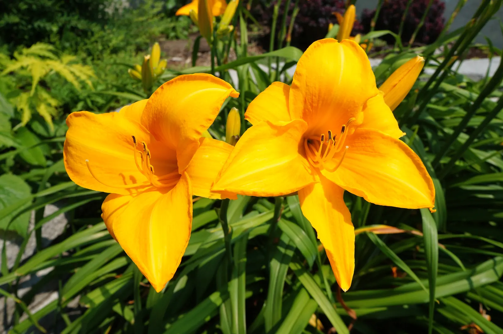 Yellow Daylily (Hemerocallis 'Yellow') — bright yellow hue with blooms that typically measure between 3 to 4 inches across