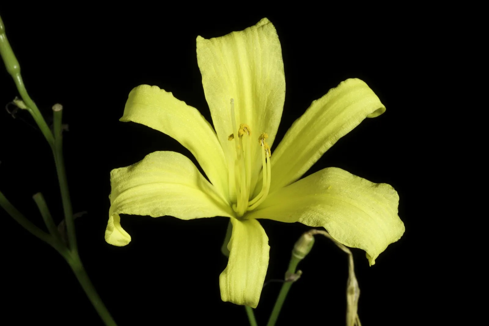 Yellow Daylily (Hemerocallis 'Yellow') — Low maintenance, they're perfect for mass plantings, borders, or as vibrant splashes of color in mixed beds; the