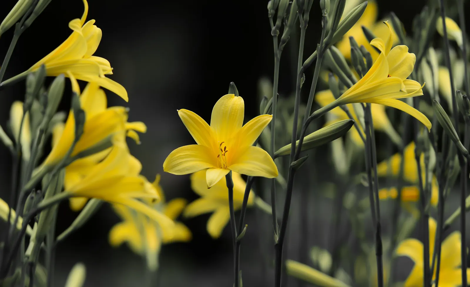Yellow Daylily (Hemerocallis 'Yellow') — Low maintenance, they're perfect for mass plantings, borders, or as vibrant splashes of color in mixed beds