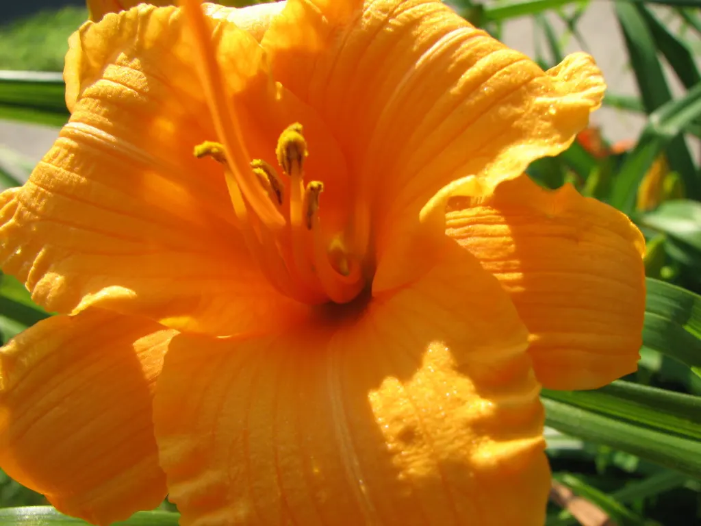 Yellow Daylily (Hemerocallis 'Yellow') — Optimal flowering is achieved in full sun to partial shade