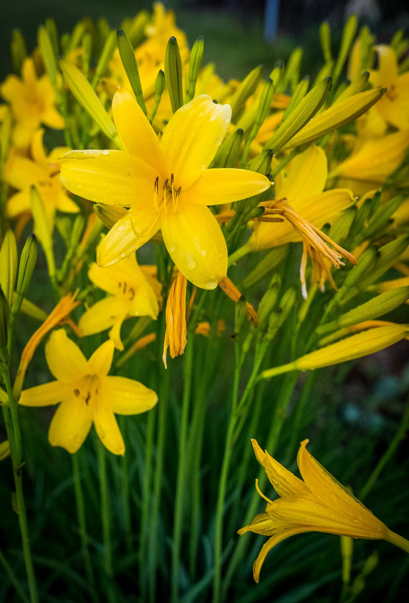 Yellow Daylily (Hemerocallis 'Yellow') — They blend harmoniously with other perennials and provide long-lasting color from early to mid-summer