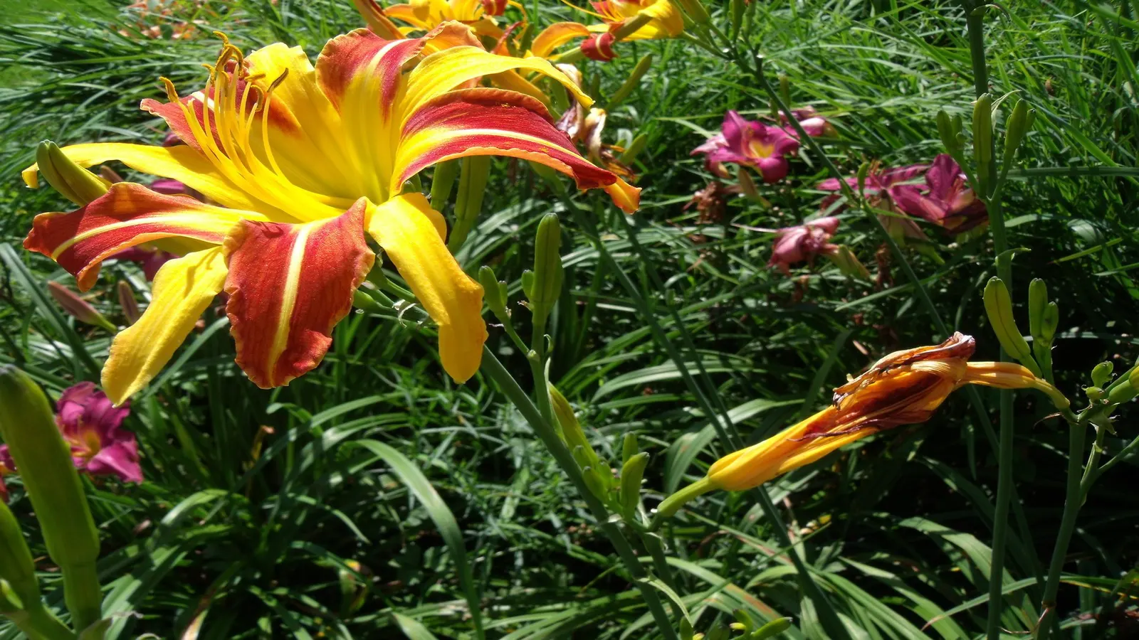 Yellow Daylily (Hemerocallis 'Yellow') — the Yellow Daylily is remarkably adaptable; roughly 16 to 20 inches in length