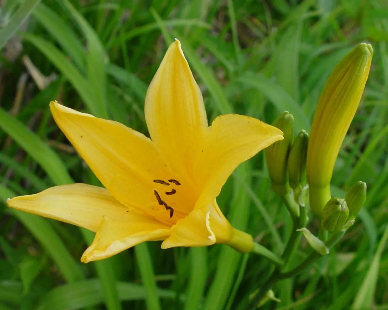 Yellow Daylily (Hemerocallis 'Yellow') — perennial with yellow blooms