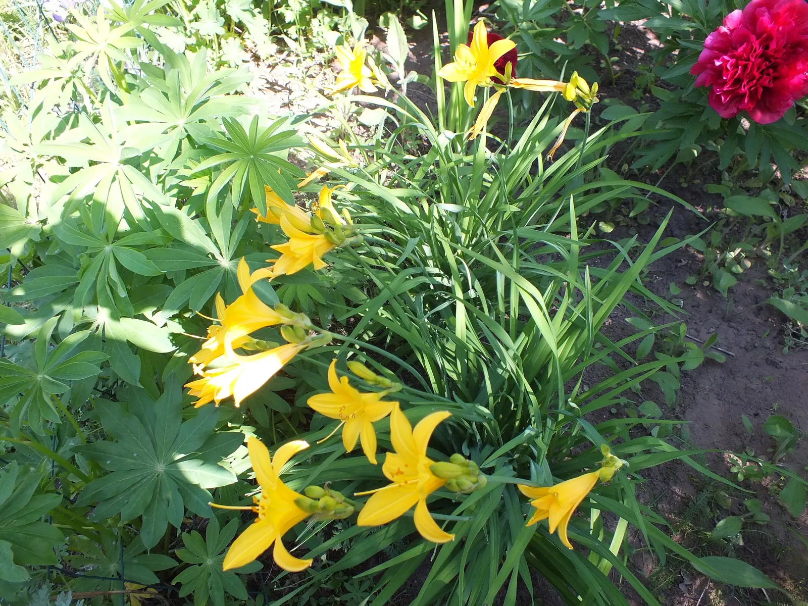 Yellow Daylily (Hemerocallis 'Yellow') — The Yellow Daylily (Hemerocallis 'Yellow') is a perennial favorite; preferring full sun to partial shade and