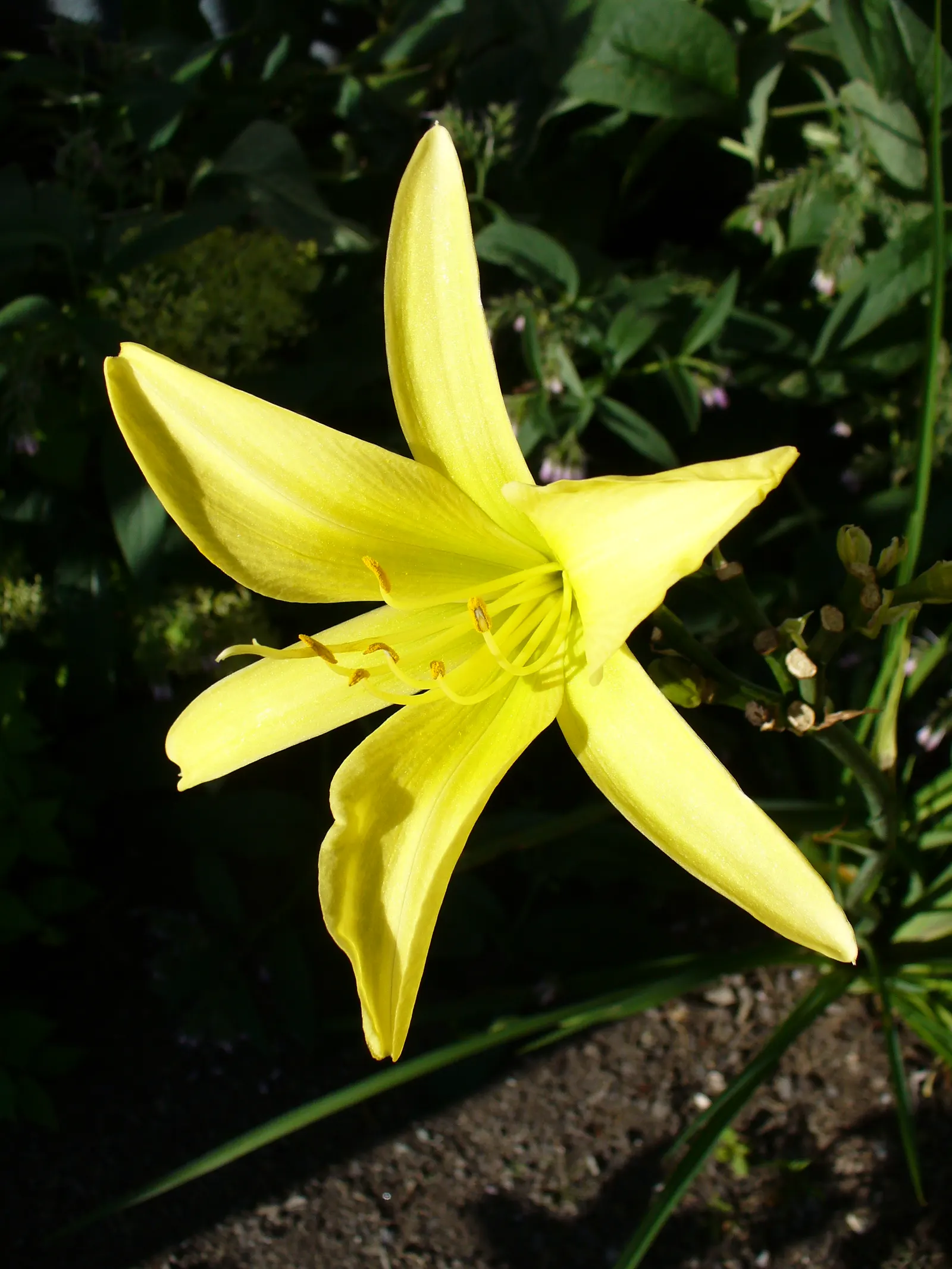 Yellow Daylily (Hemerocallis 'Yellow') — with some varieties offering re-blooming capabilities