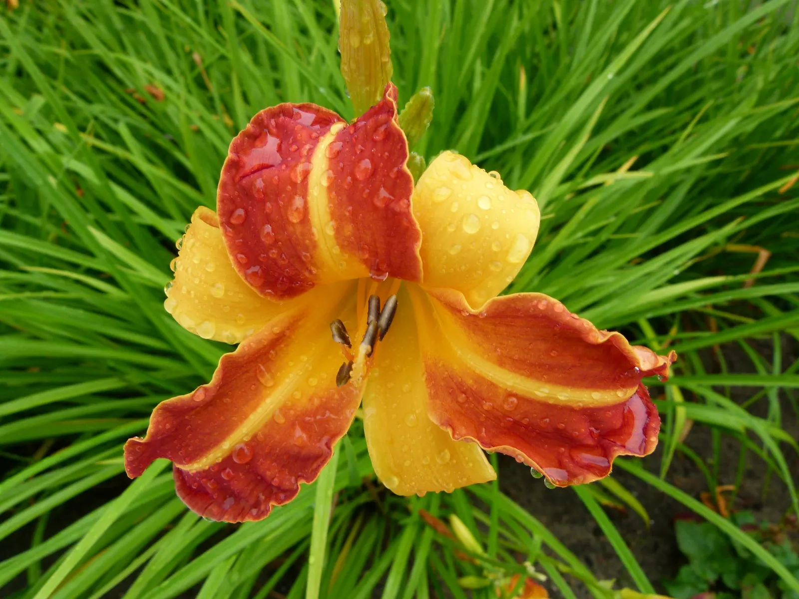 Yellow Daylily (Hemerocallis 'Yellow') — These hardy plants thrive in USDA zones 3-9; roughly 16 to 20 inches in length