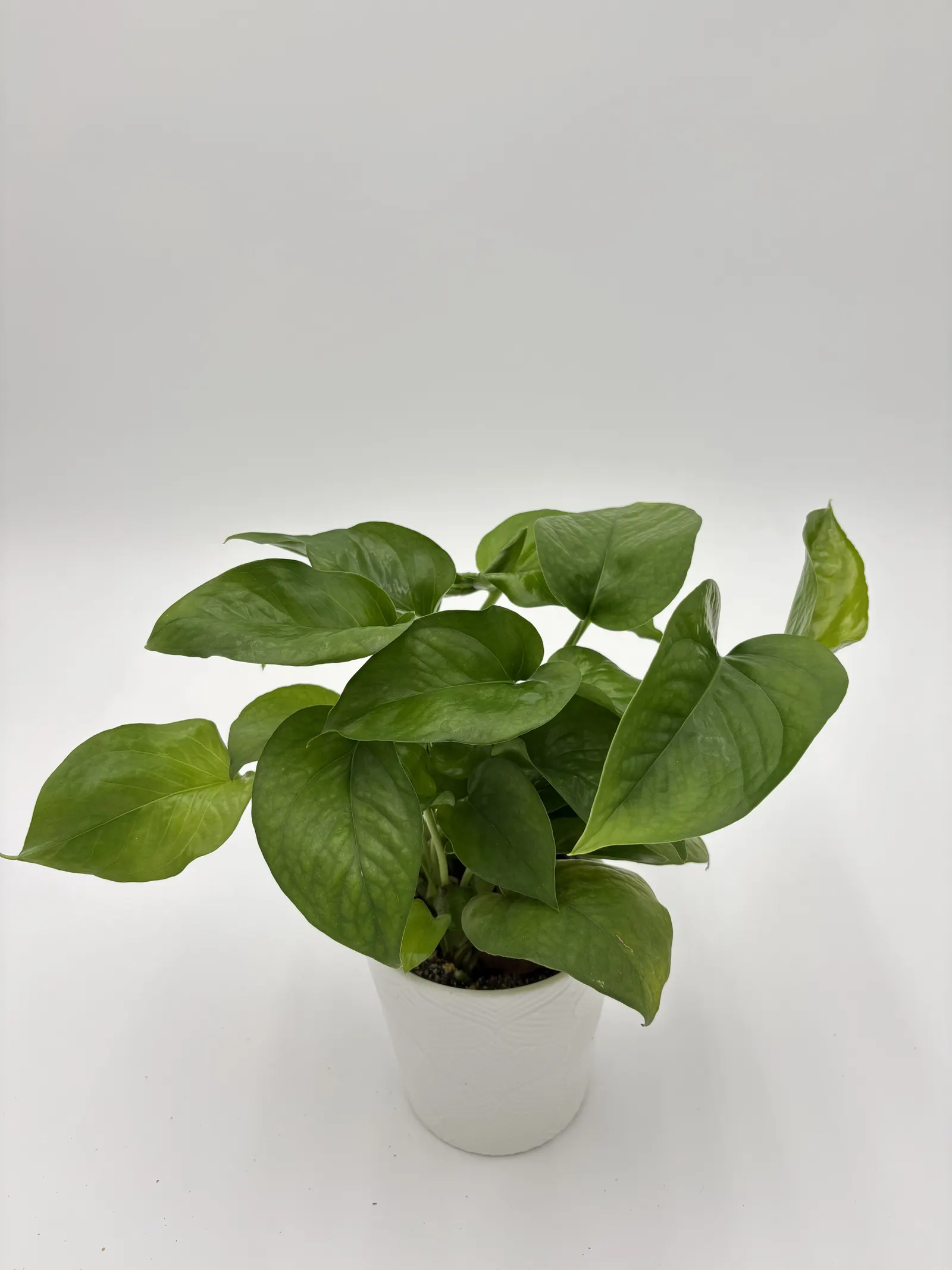 Green Isle™ Golden Pothos (Epipremnum aureum) — It ranges from compact tabletop size to long vines of 6-9 feet when supported or allowed to trail