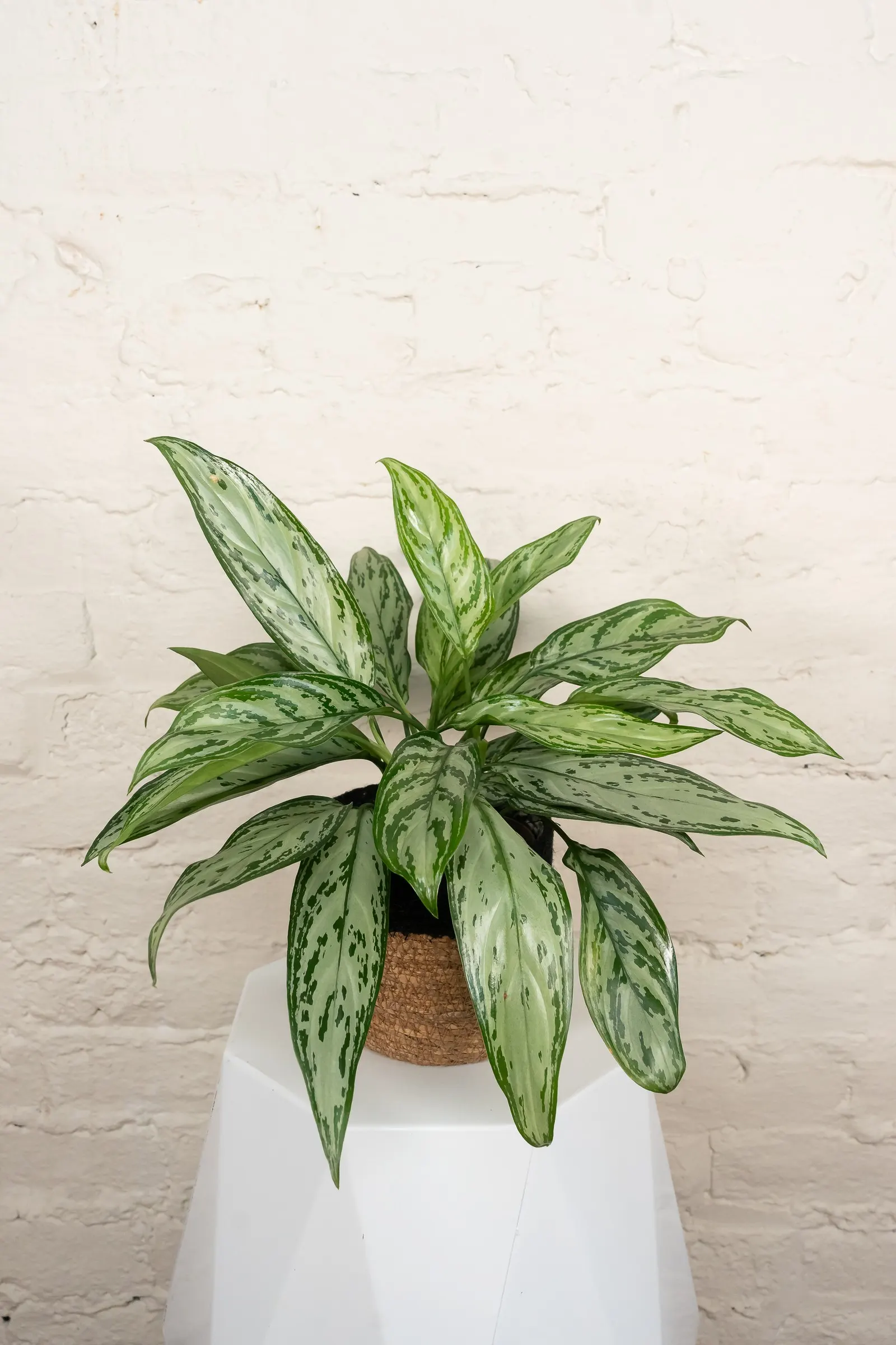 Timeless Tides™ Chinese Evergreen (Aglaonema commutatum) — Timeless Tides™ grows upright to about 8-14 inches tall and works well on desks, shelves, and small