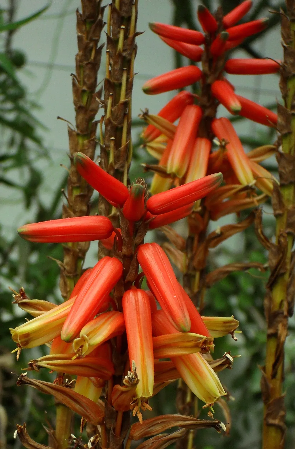 Wickens' Aloe (Aloe Wickensii) — Thriving in USDA zones 9-11, it requires full sun and well-drained soil