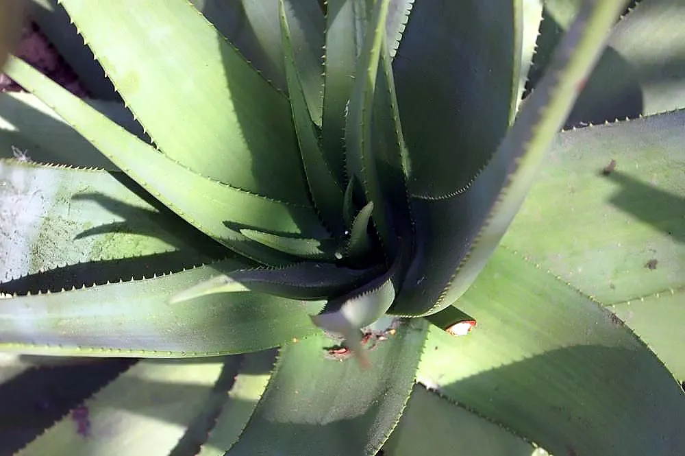 Wickens' Aloe (Aloe Wickensii) — These inflorescences are laden with tubular; creating a balanced rosette of fleshy