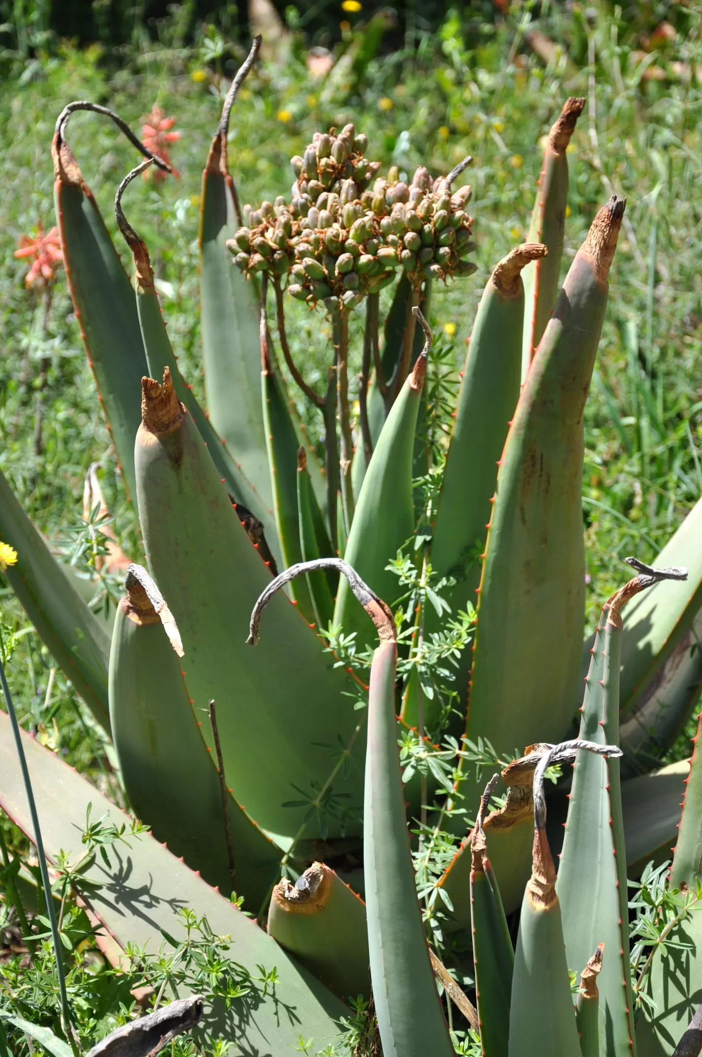 Wickens' Aloe (Aloe Wickensii) — This perennial features vibrant orange-red blooms on spikes up to 3 feet tall, emerging in winter