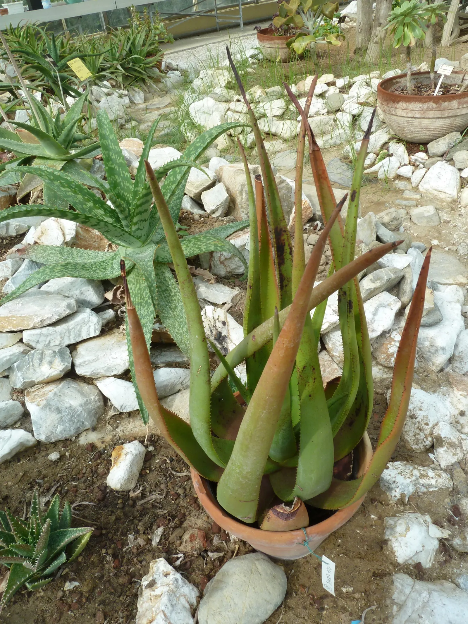 Wickens' Aloe (Aloe Wickensii) — Geelaalwyn produces robust; bright orange to red flowers