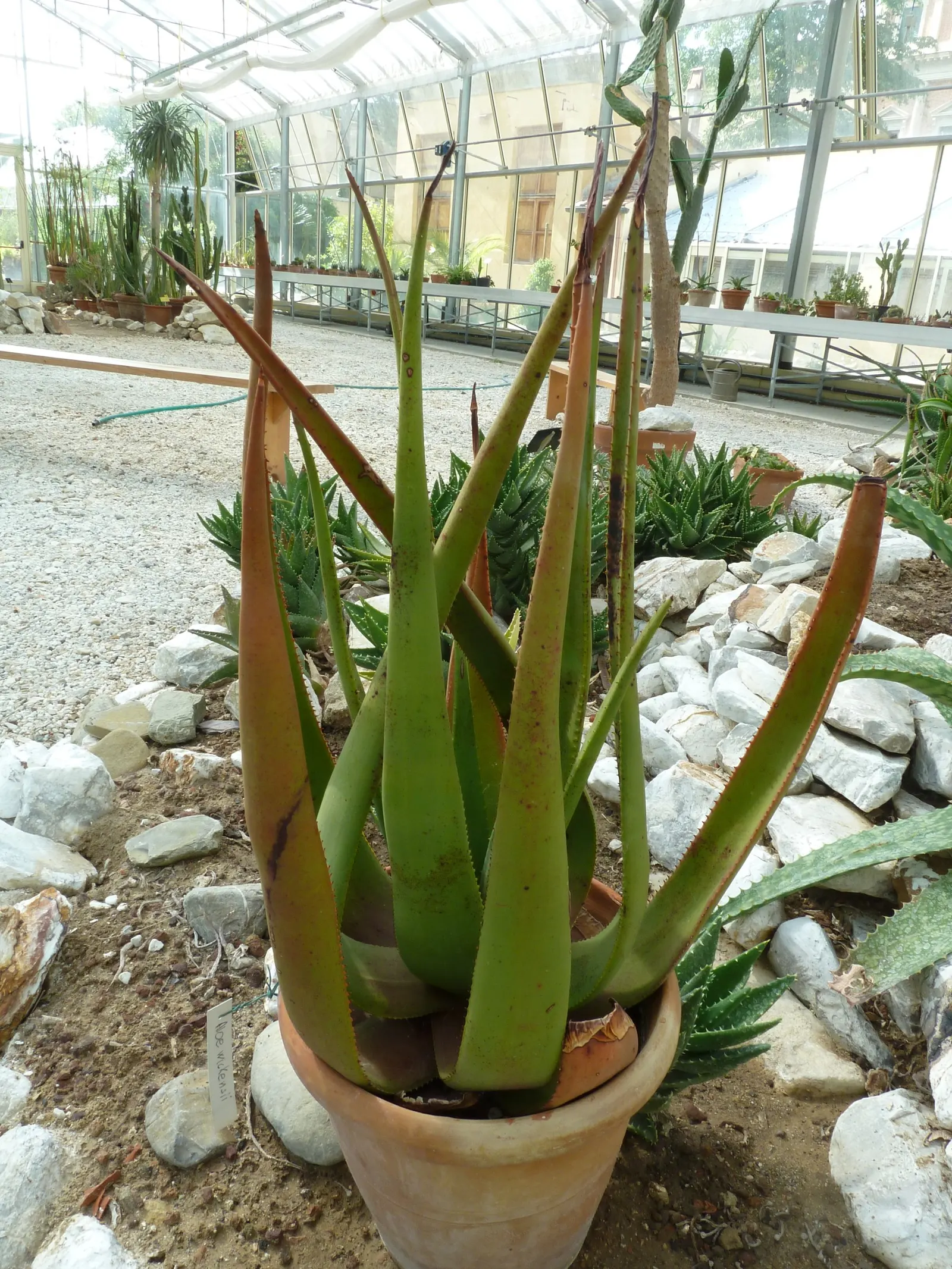 Wickens' Aloe (Aloe Wickensii) — vertical flowering stalks that can soar up to 3 feet above the foliage; the Geelaalwyn, or Aloe wickensii, is a striking South