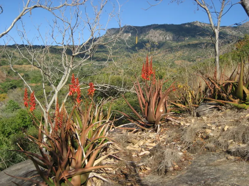 Wickens' Aloe (Aloe Wickensii) — succulent for full