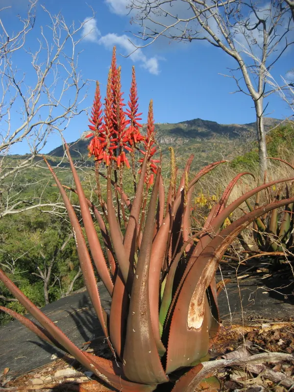 Wickens' Aloe (Aloe Wickensii) — The Geelaalwyn, or Aloe wickensii, is a striking South African succulent; thriving in USDA zones 9-11, it requires full sun