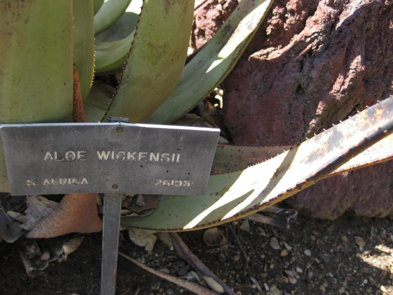Wickens' Aloe (Aloe Wickensii) — The Geelaalwyn, or Aloe wickensii, is a striking South African succulent