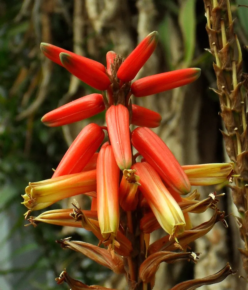 Wickens' Aloe (Aloe Wickensii) — The grey-green rosettes span roughly 18 inches, adding sculptural interest to arid landscapes; red and yellow flowers in the