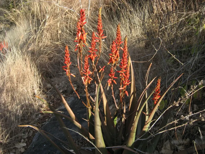 Wickens' Aloe (Aloe Wickensii) — It requires well-drained soil and thrives in full sun to light shade