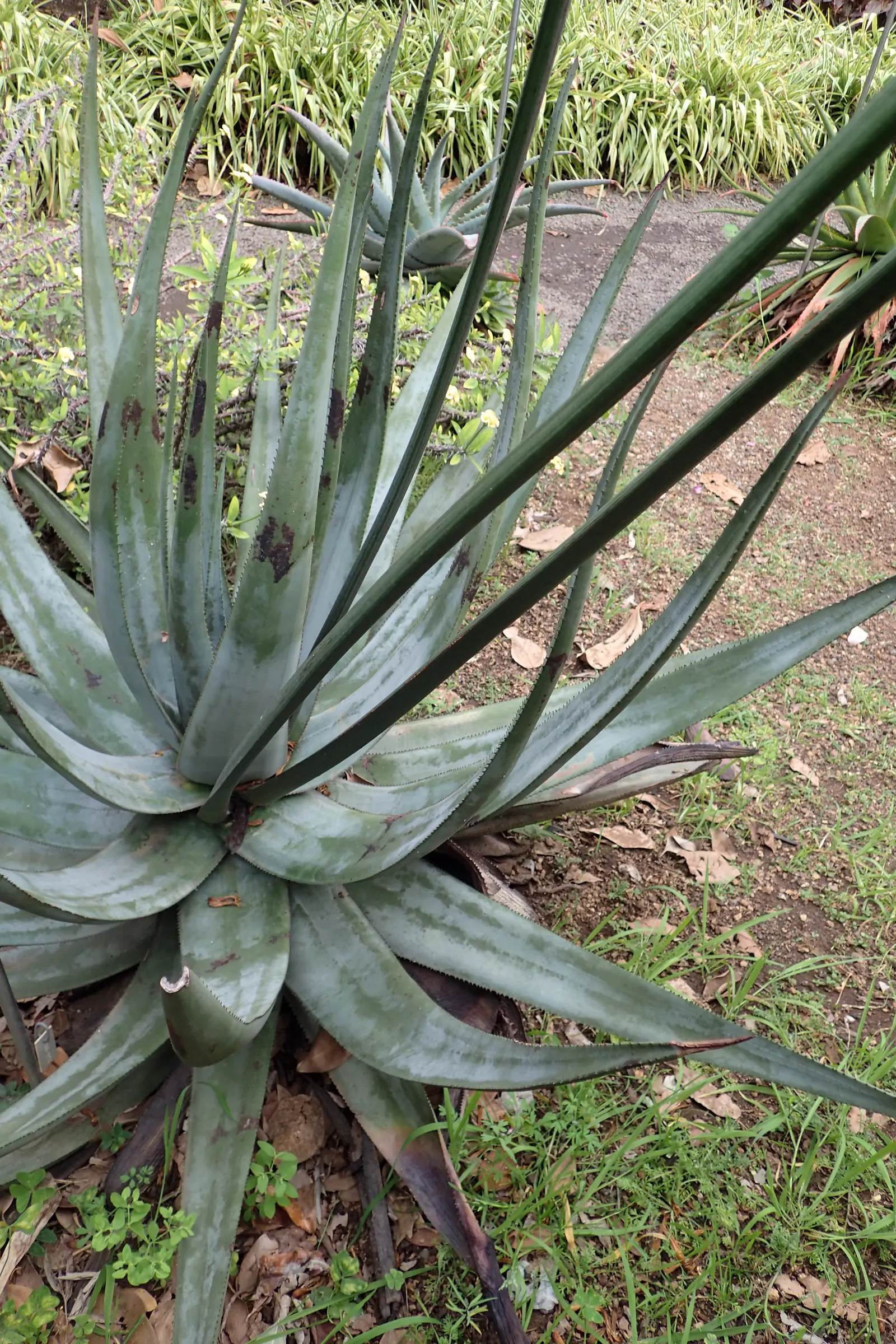 Wickens' Aloe (Aloe Wickensii) — This perennial features vibrant orange-red blooms on spikes up to 3 feet tall, emerging in winter; geelaalwyn, image 42