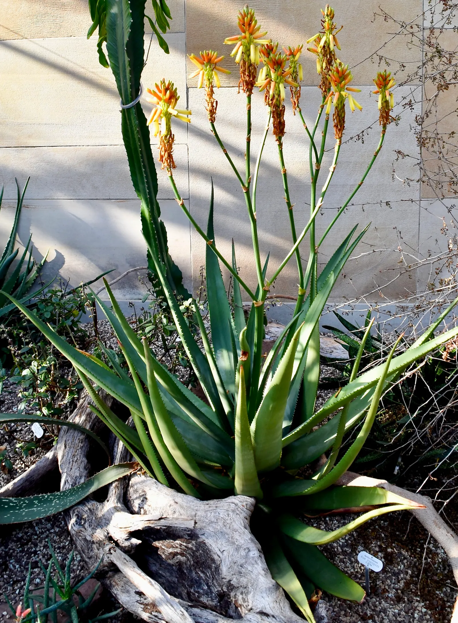 Wickens' Aloe (Aloe Wickensii) — which are a magnet for local pollinators like hummingbirds and bees