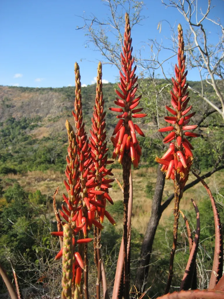 Wickens' Aloe (Aloe Wickensii) — Consider this resilient aloe a captivating and eco-friendly choice for a dramatic and carefree garden feature