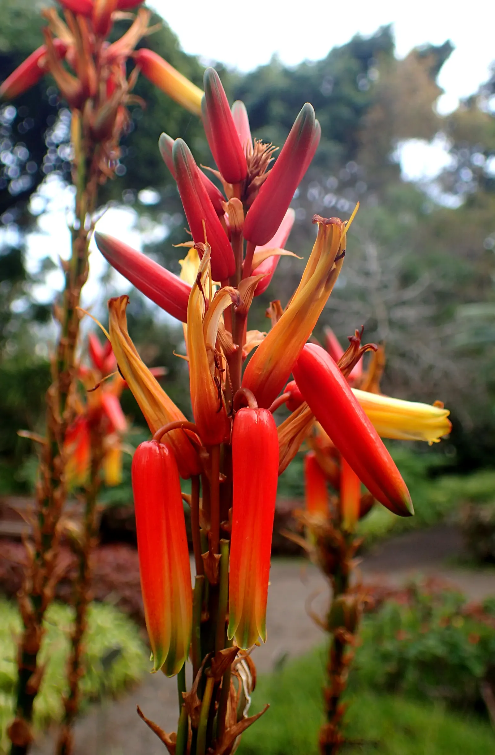 Wickens' Aloe (Aloe Wickensii) — The grey-green rosettes span roughly 18 inches, adding sculptural interest to arid landscapes
