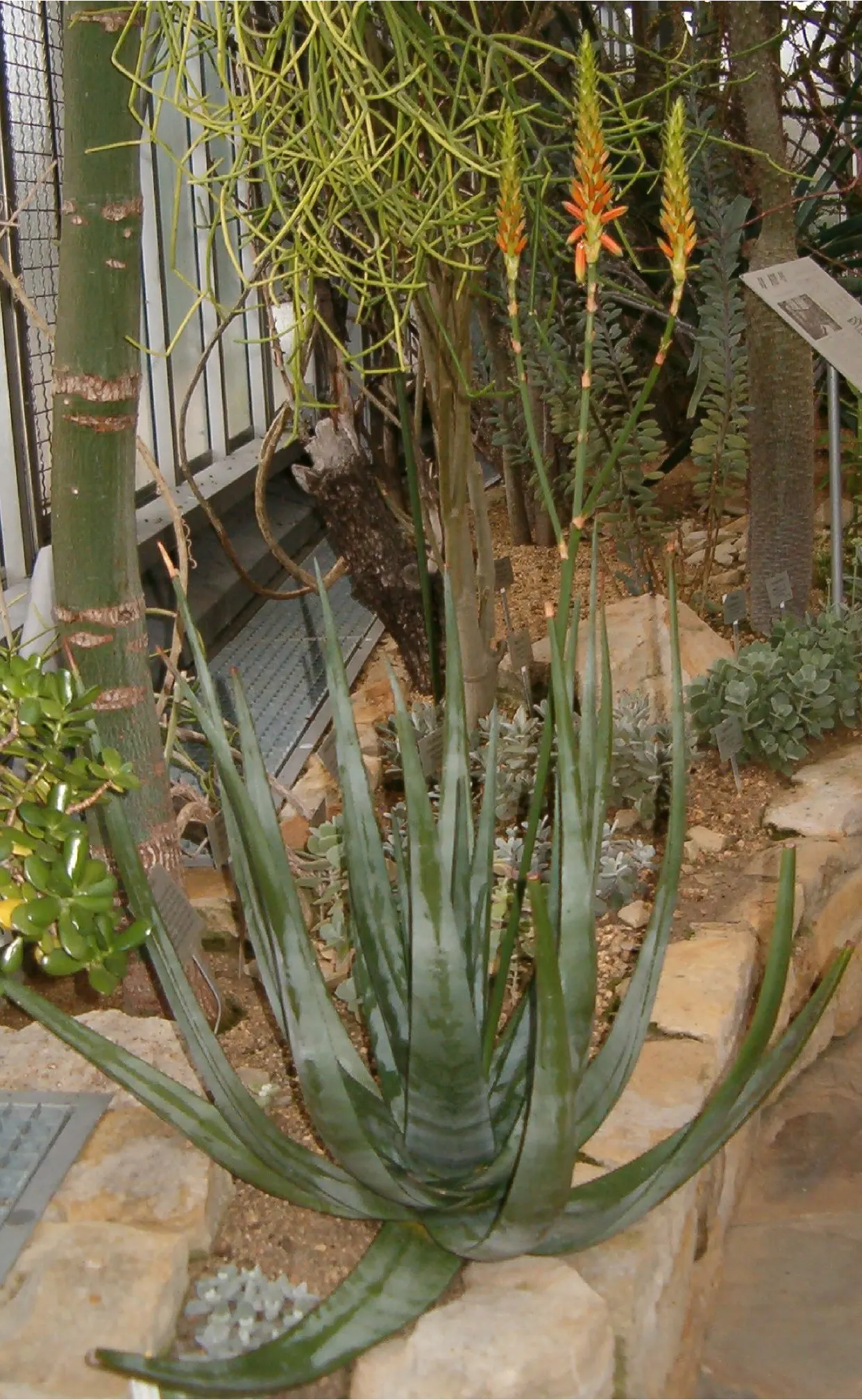 Wickens' Aloe (Aloe Wickensii) — The Geelaalwyn, or Aloe wickensii, is a striking South African succulent; thriving in USDA zones 9-11, it requires, image 41